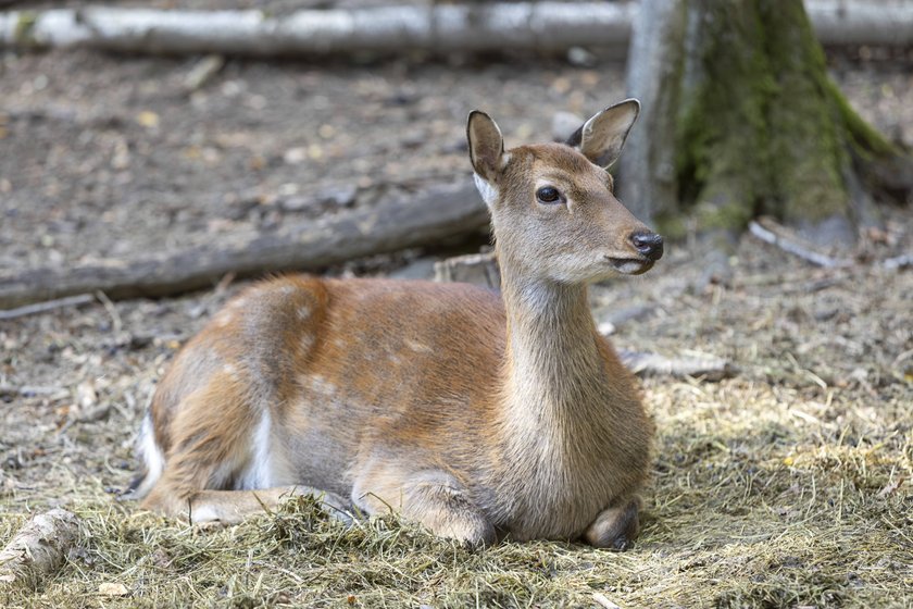 Ein Reh liegt entspannt im Wald auf dem Boden.
