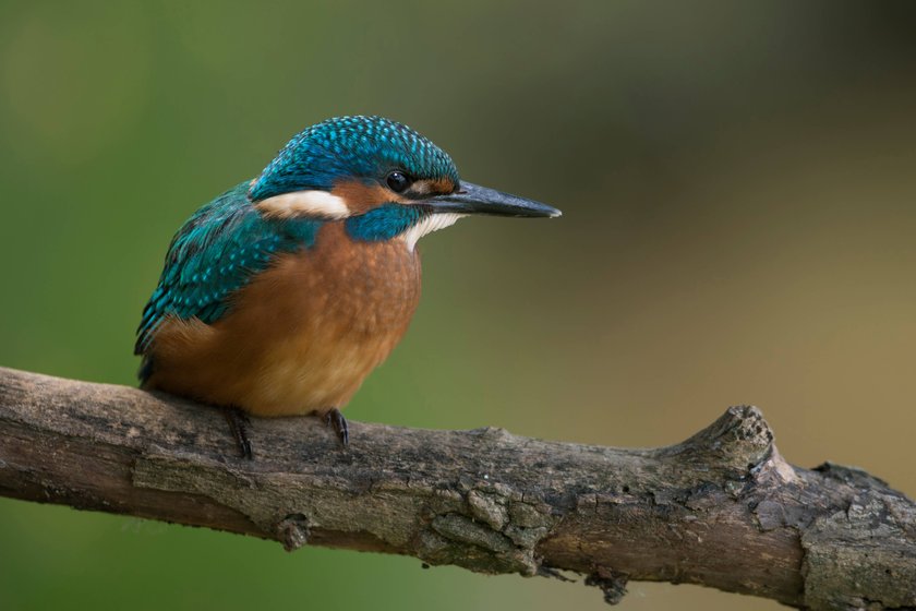 schwarze Füße... Eisvogel Alcedo atthis , Jungvogel, erkennbar unter anderem an der dunklen Fußfarbe, frisch ausgeflogen, gerade eben flügge, früh selbstständig, heimische Natur *** Young Common Kingfisher Alcedo atthis sits high above his natural environment on a branch for hunting, wildlife, Europe. Nordrhein-Westfalen, Rheinland Deutschland, Westeuropa schwarze Füße... Eisvogel Alcedo atthis , Jungvogel, erkennbar unter anderem an der dunklen Fußfarbe, frisch ausgeflogen, gerade eben flügge, früh selbstständig, heimische Natur *** Young Common Kingfisher Alcedo atthis sits high above his natural environment on a branch for hunting, wildlife, Europe. Nordrhein-Westfalen, Rheinland Deutschland, Westeuropa