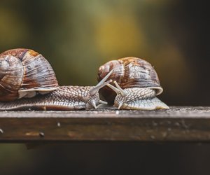 Können Schnecken schwimmen? Ein Blick auf ihre Fähigkeiten im Wasser
