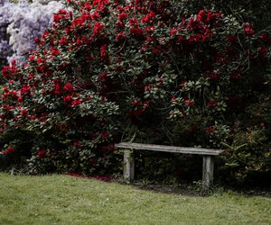 Rhododendron: Wie giftig ist der beliebte Zierstrauch?