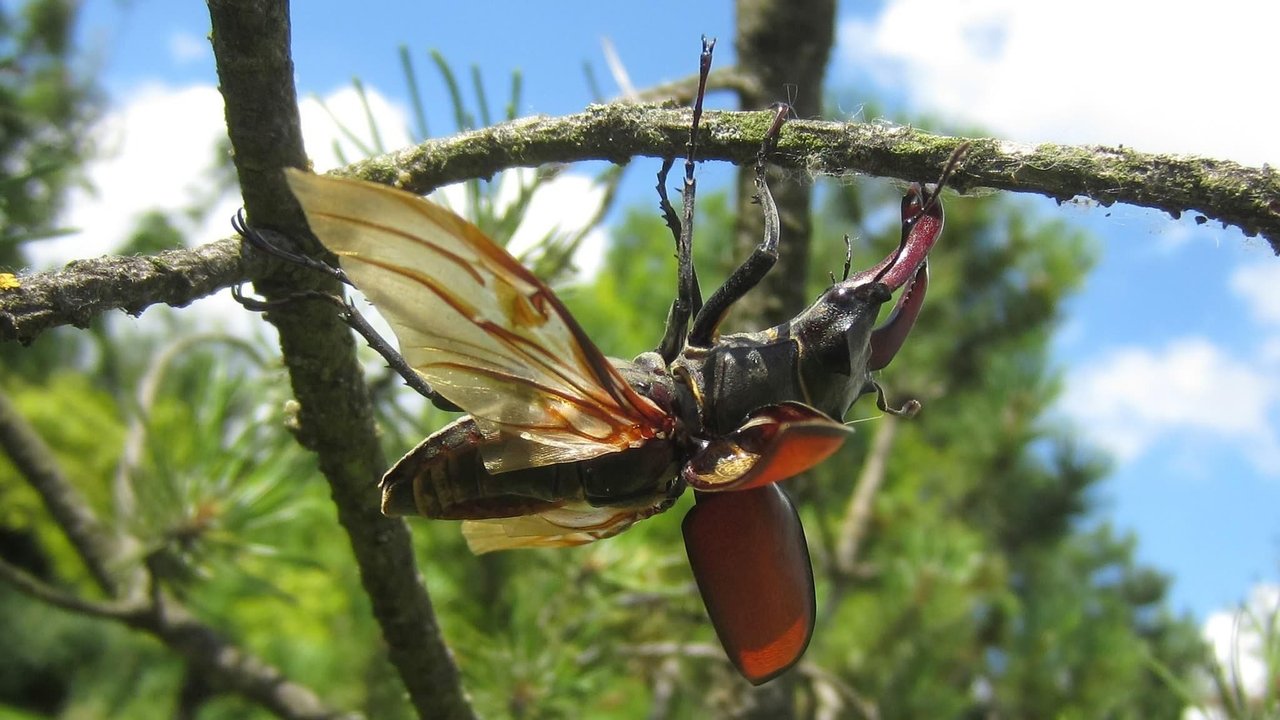 Hirschkäfer verbergen ihre Flügel unter den Deckflügeln aus einem festen Panzer. Hirschkäfer verbergen ihre Flügel unter den Deckflügeln aus einem festen Panzer.