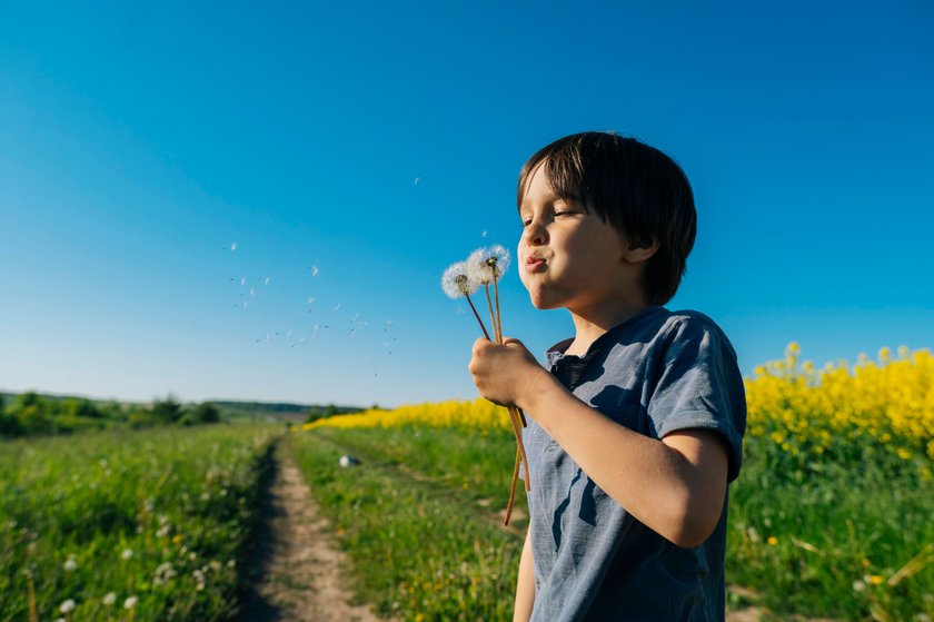 Junge pustet Löwenzahn auf einem Feld Junge pustet Löwenzahn auf einem Feld