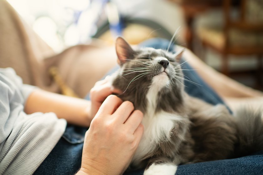 Frau und ihre Katze schmusen zuhause Frau und ihre Katze schmusen zuhause