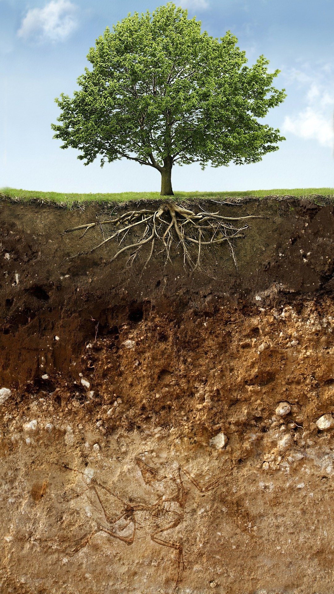 Ein Baum sowie die verschiedenen Schichten der Erde. Ein Baum sowie die verschiedenen Schichten der Erde.
