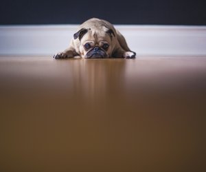 Dürfen Hunde Leber essen? Das musst du darüber wissen