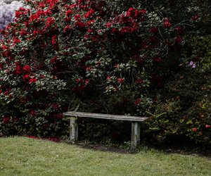 Rhododendron: Wie giftig ist der beliebte Zierstrauch?