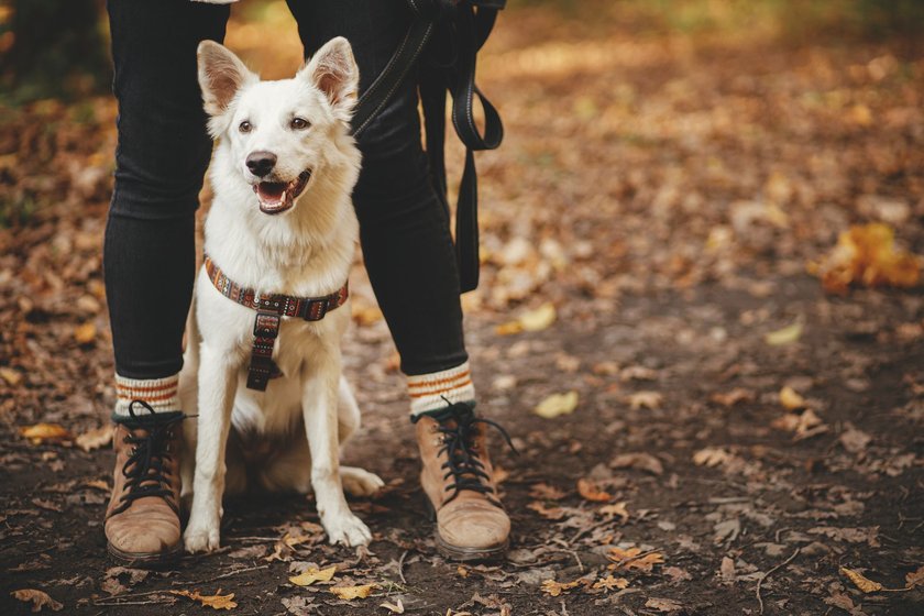 Süßer Hund und sein Herrchen in einem Laubwald voller Blätter Süßer Hund und sein Herrchen in einem Laubwald voller Blätter