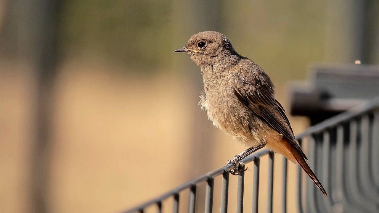 Lerne im Quiz die Wildtiere in deiner Umgebung näher kennen.