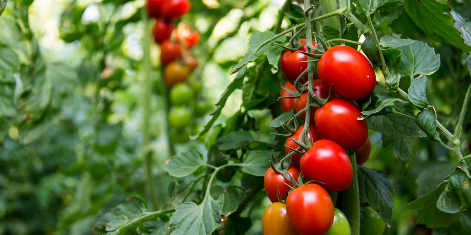 Tomaten pflanzen: kopfüber und kinderleicht Tomaten pflanzen: kopfüber und kinderleicht