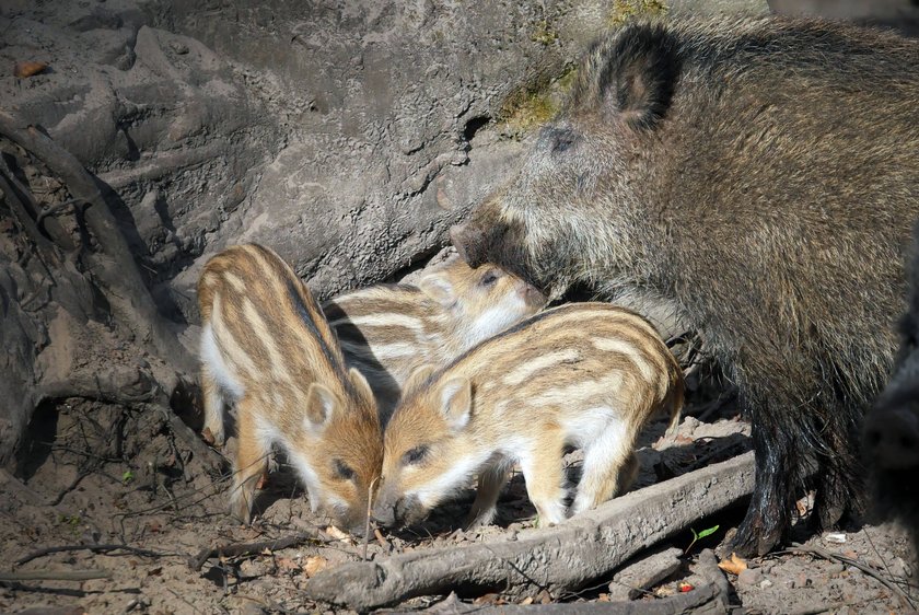 Frischlinge erkunden die Gegend, die Bache ist in der Nähe. Frischlinge erkunden die Gegend, die Bache ist in der Nähe.