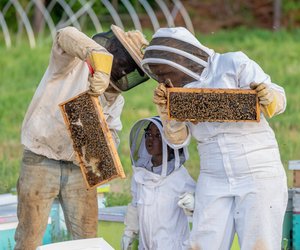 Wie entsteht Honig? Spannendes Wissen für Kinder erklärt