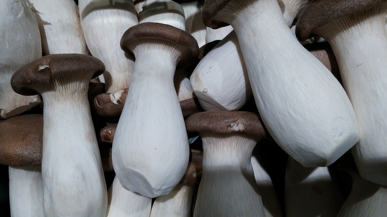 Frische geputzte Kräuterseitlinge.