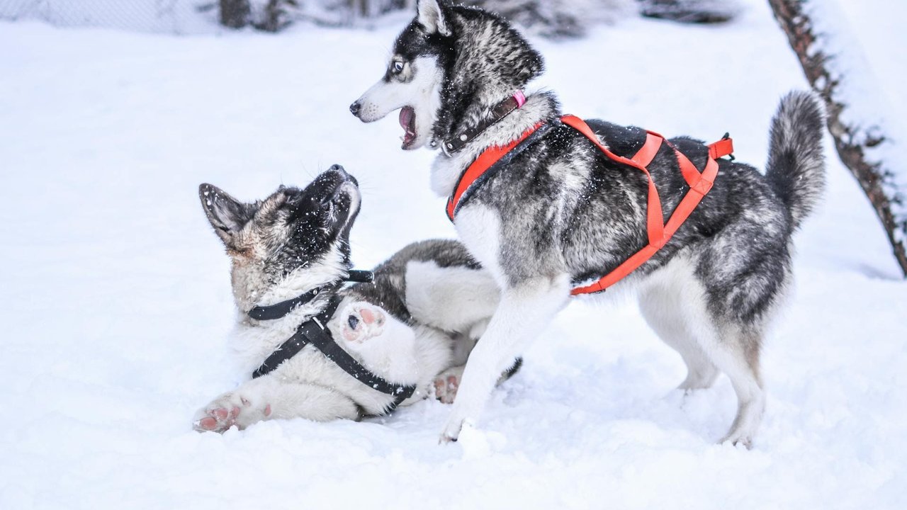 Huskys tollen im Schnee, denn Kälte macht ihnen nichts aus. Huskys tollen im Schnee, denn Kälte macht ihnen nichts aus.