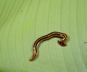 Dieser fleischfressende Wurm breitet sich in Deutschland aus – und kann sogar zerteilt weiterleben