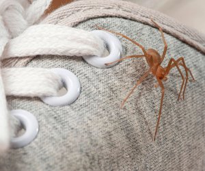 Eklige Spinnen in der Wohnung: Mit diesem Gadget wirst du sie los