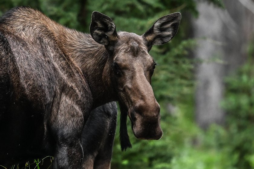 Elch in Alaska Elch in Alaska