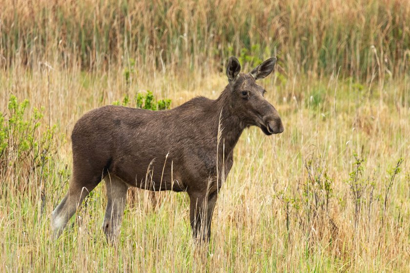 Elch steht im Gras Elch steht im Gras