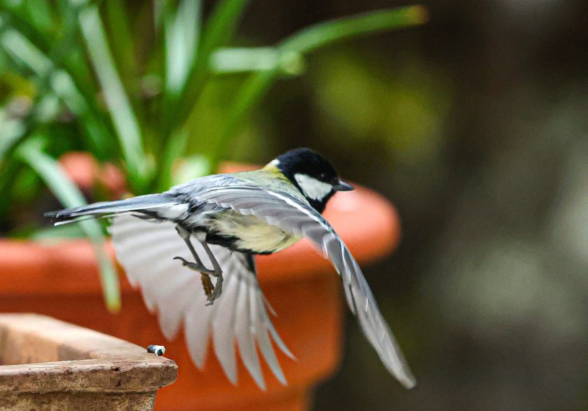 Kohlmeisen ahmen ihre Artgenossen nach, um Vorteile zu erzielen.