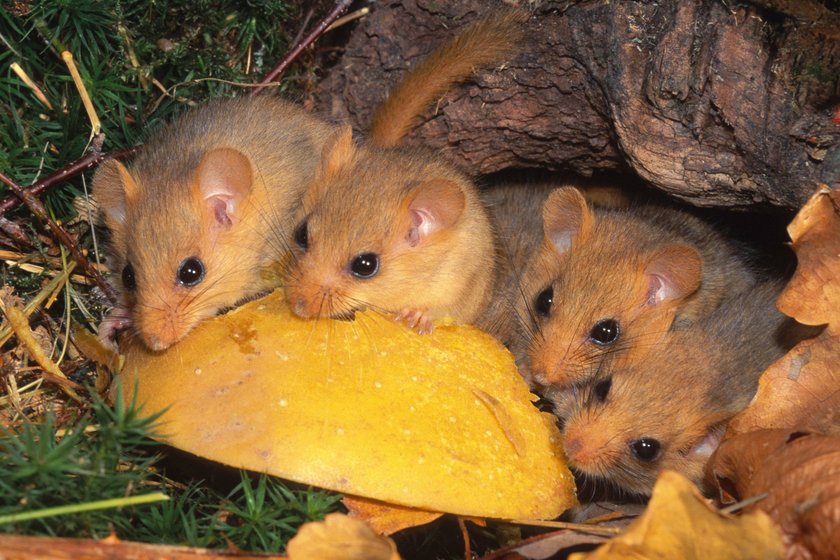 Haselmäuse fressen nicht nur Pflanzen, sondern auch Insekten und Schnecken. Haselmäuse fressen nicht nur Pflanzen, sondern auch Insekten und Schnecken.