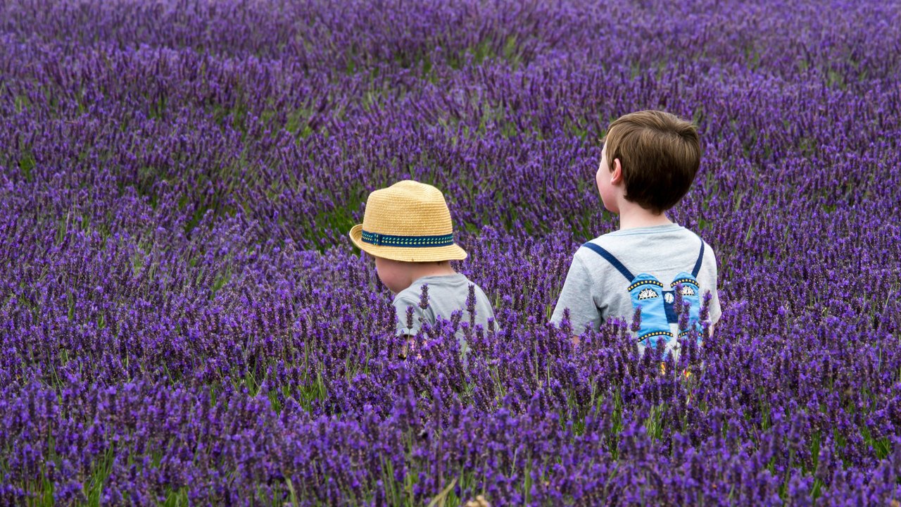 Es macht Spaß, durch ein Lavendelfeld zu streifen und den intensiven Duft wahrzunehmen.