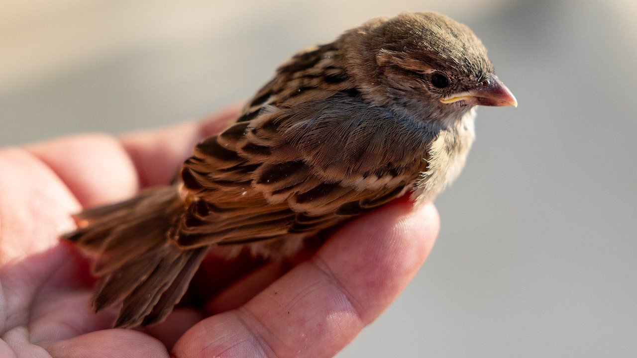 Der Spatz ist der verbreitetste Vogel in Deutschland. Der Spatz ist der verbreitetste Vogel in Deutschland.