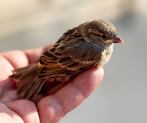 Wie viele Vogelarten gibt es?