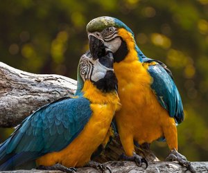 Wie lange leben Papageien? Das ist ihre Lebenserwartung