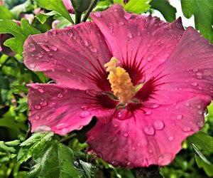 Gesund oder gefährlich? Ist Hibiskus giftig?