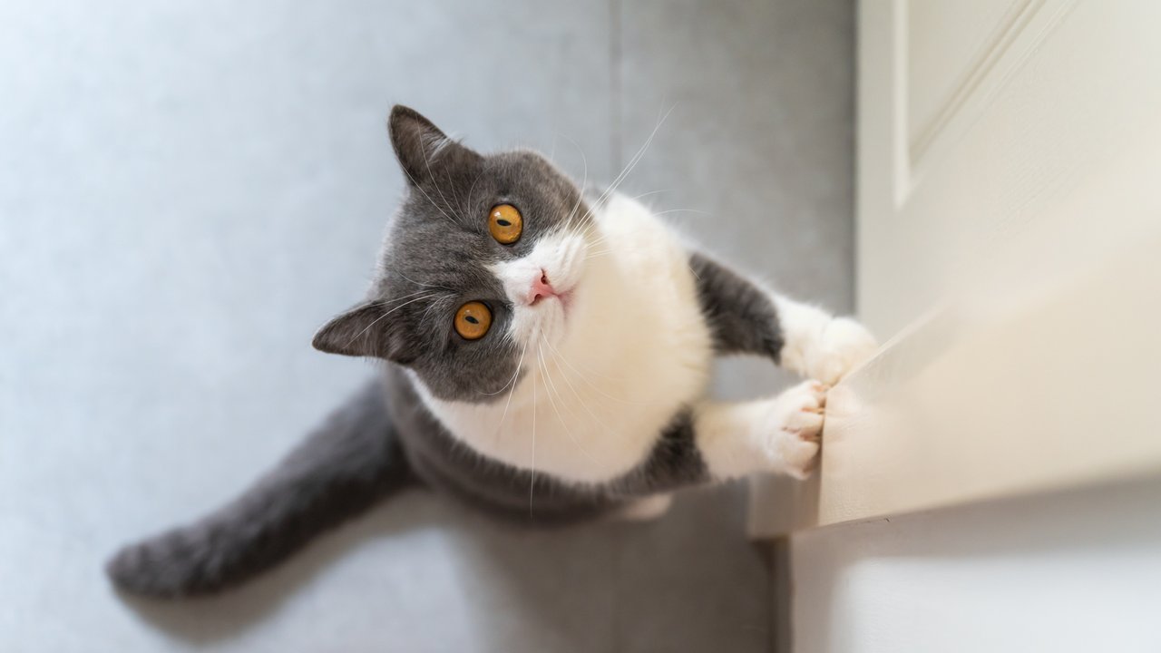 British shorthair cat looks up at the camera by the door British shorthair cat looks up at the camera by the door