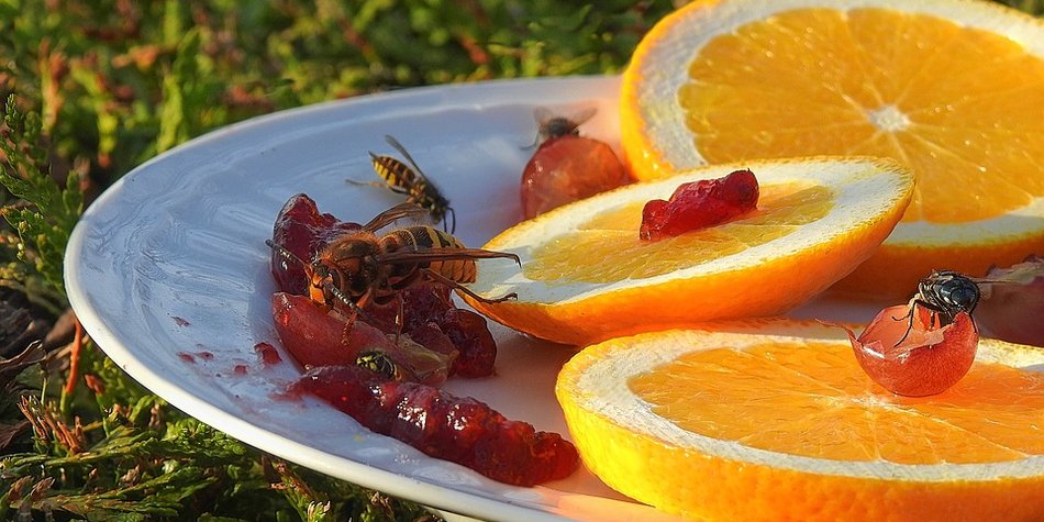 Wespen vertreiben: Mit diesen Methoden bleiben die Plagen fern Wespen vertreiben: Mit diesen Methoden bleiben die Plagen fern