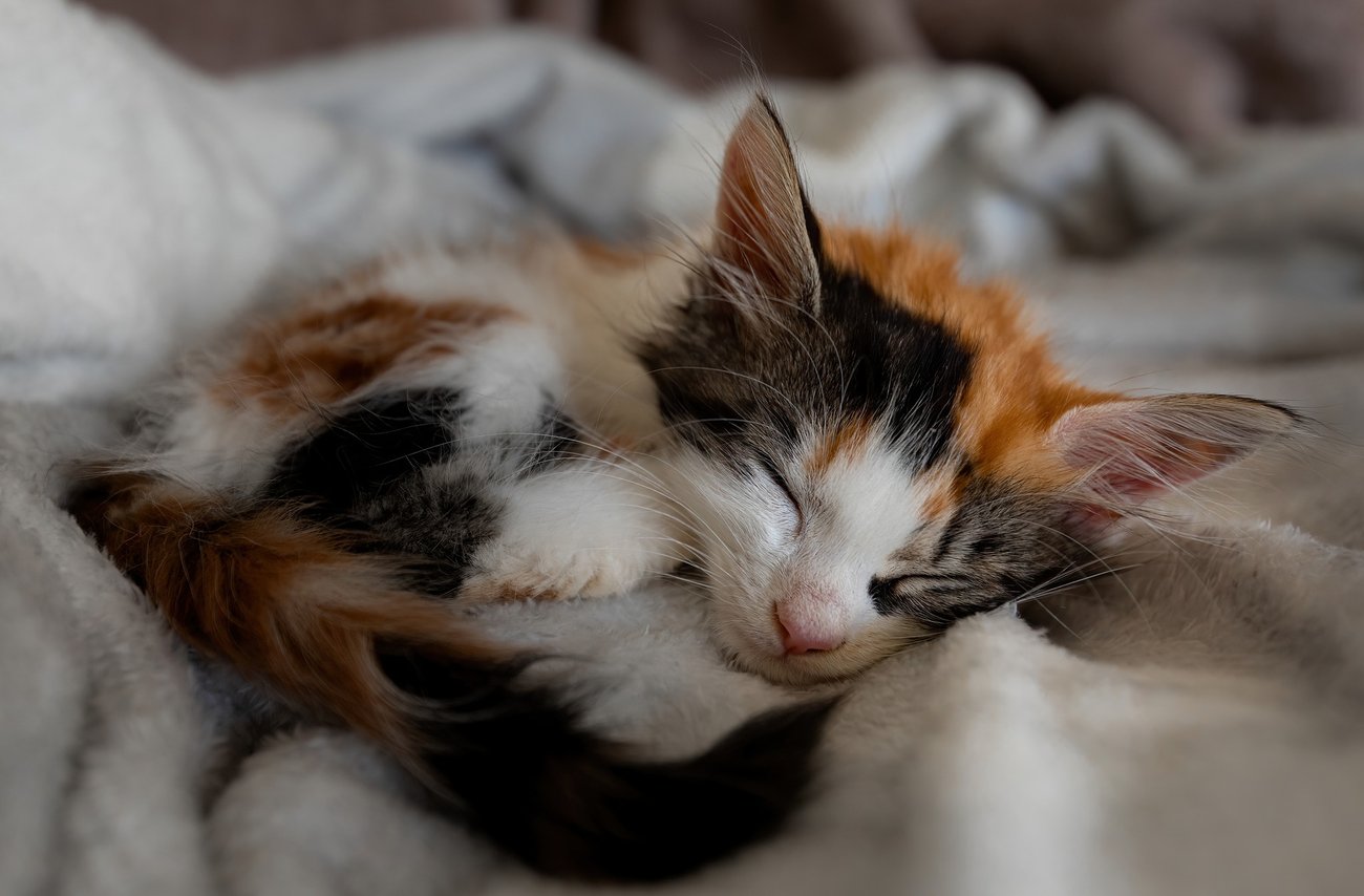 Eine schlafende Katze Eine schlafende Katze