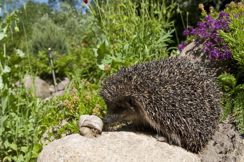 Datum: 23.06.2010 Copyright: imago/blickwinkeleuropäischer igel (erinaceus europäus), mit weinbergschnecke, Datum: 23.06.2010 Copyright: imago/blickwinkeleuropäischer igel (erinaceus europäus), mit weinbergschnecke,