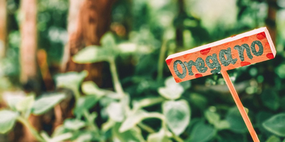 Oregano und Schwangerschaft: Ist das Gewürz erlaubt? Oregano und Schwangerschaft: Ist das Gewürz erlaubt?
