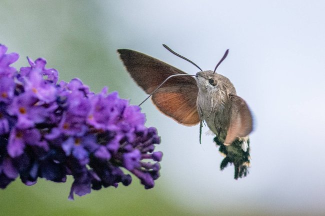 Taubenschwänzchen trinkt Nektar aus den Blüten des Sommerflieders Taubenschwänzchen trinkt Nektar aus den Blüten des Sommerflieders