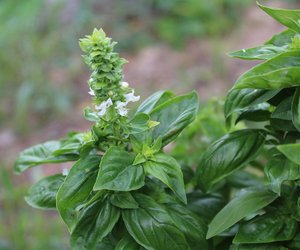 Basilikum blüht: Ist er trotzdem noch essbar?