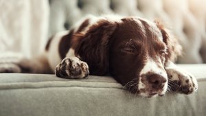 Haustierbesitzer, aufgepasst: Den Pfotentrimmer-Bestseller gibt es bei Amazon zum Top-Preis