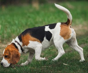 Beagle Größe: So groß wird der Jagdhund