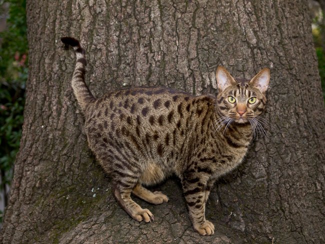 Ocicat Ocicat