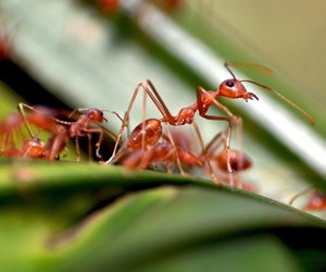 Fleißige Helfer: Schlafen Ameisen eigentlich?