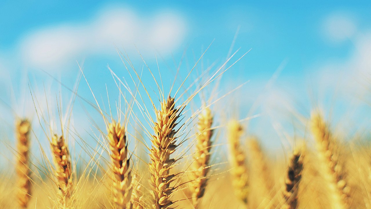 Gräupchen werden aus Gerste oder Weizen hergestellt.