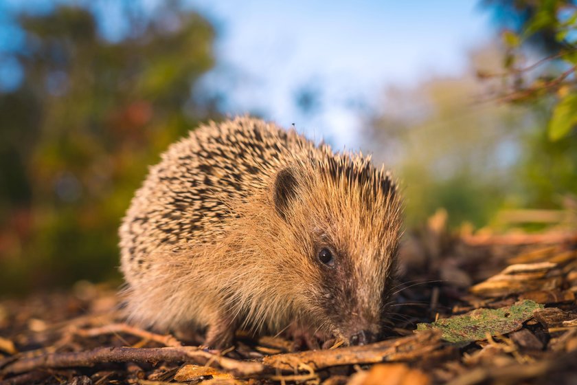 Ein kleiner Igel im Wald bei einem Herbstspaziergang *** a Kleiner Hedgehog at Forest at a Autumn walk Copyright: imageBROKER/UnaixHuizi ibxuhu09703192.jpg ,model released, Symbolfoto ,property released Bitte beachten Sie die gesetzlichen Bestimmungen des deutschen Urheberrechtes hinsichtlich der Namensnennung des Fotografen im direkten Umfeld der Veröffentlichung Ein kleiner Igel im Wald bei einem Herbstspaziergang *** a Kleiner Hedgehog at Forest at a Autumn walk Copyright: imageBROKER/UnaixHuizi ibxuhu09703192.jpg ,model released, Symbolfoto ,property released Bitte beachten Sie die gesetzlichen Bestimmungen des deutschen Urheberrechtes hinsichtlich der Namensnennung des Fotografen im direkten Umfeld der Veröffentlichung