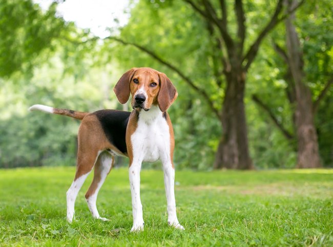 American Foxhound American Foxhound