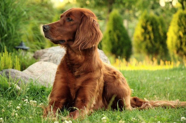 Irish Red Setter