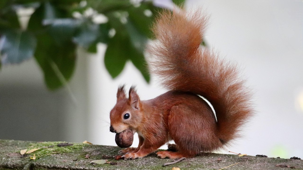 Eichhörnchen legen einen Nussvorrat für den Winter an.