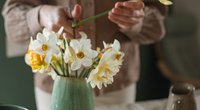Einfacher Trick für langanhaltende Narzissenfreude in der Vase