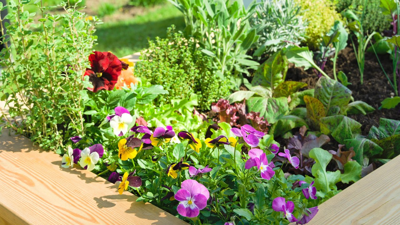 Mit den praktischen Pflanzenclips von Tchibo wachsen jetzt auch Bohnen, hohe Kräuter und Kletterpflanzen stabil.