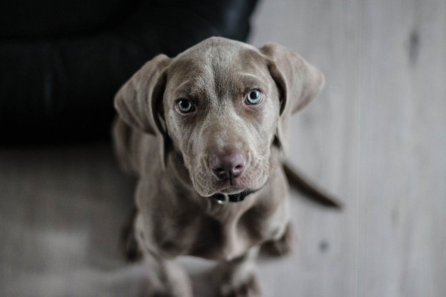 Weimaraner Weimaraner