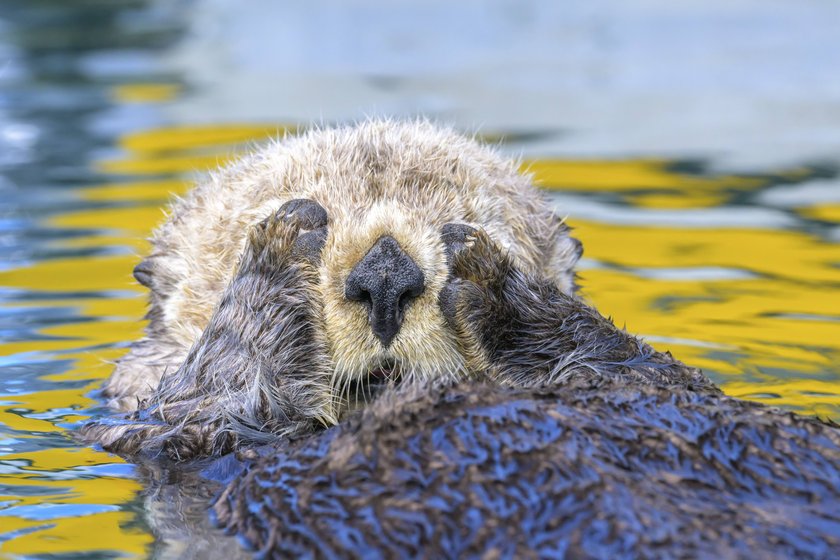 Der Seeotter gehört zu den gefährdeten Marderarten. Der Seeotter gehört zu den gefährdeten Marderarten.