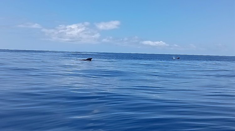 Grindwale bei Teneriffa Grindwale bei Teneriffa