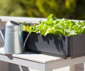 Wintergemüse: Diese Sorten solltest du noch im Oktober auf dem Balkon aussäen